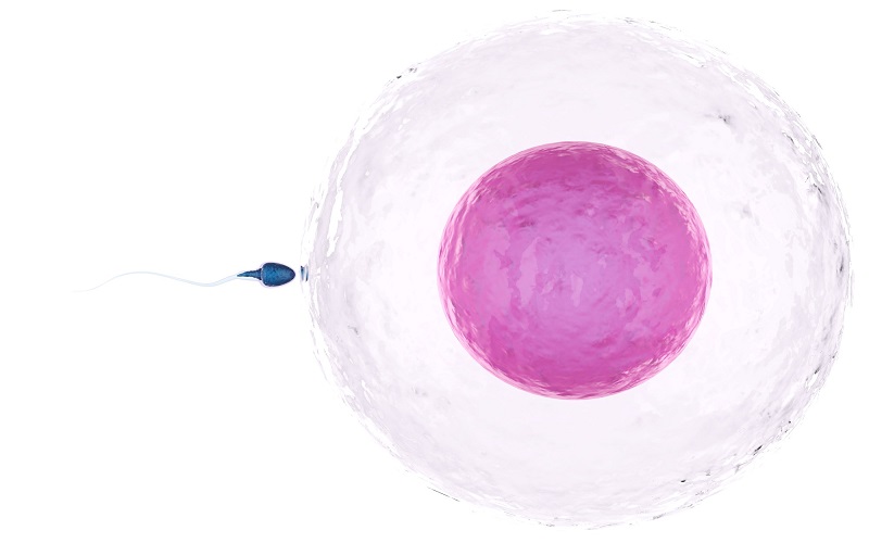 آی وی اف (IVF) چیست؟